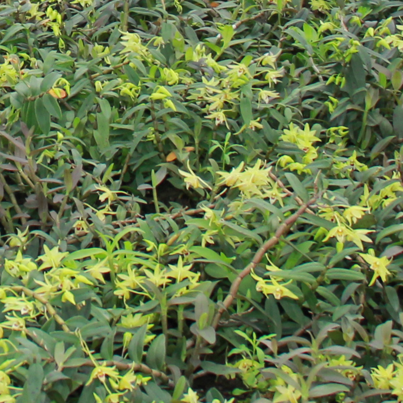 四年铁皮石斛苗 正宗石斛苗 石斛盆栽可食用 室绿植非霍山米斛苗