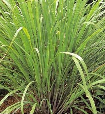 柠檬香茅 柠檬草 香茅草Cymbopogon citratus （DC.）Stapf多年生 - 图0