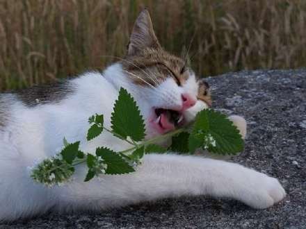 猫薄荷盆栽 猫喜欢吃的 阳台园艺花卉 芳香植物Nepeta cataria L - 图2