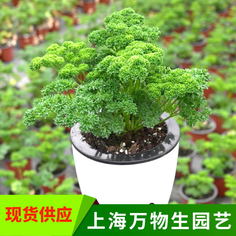 欧芹盆栽可食用 摘了还会长 卷叶欧芹 香草植物料理意大利欧芹,淘宝优惠券,粉丝福利购,淘宝优惠卷