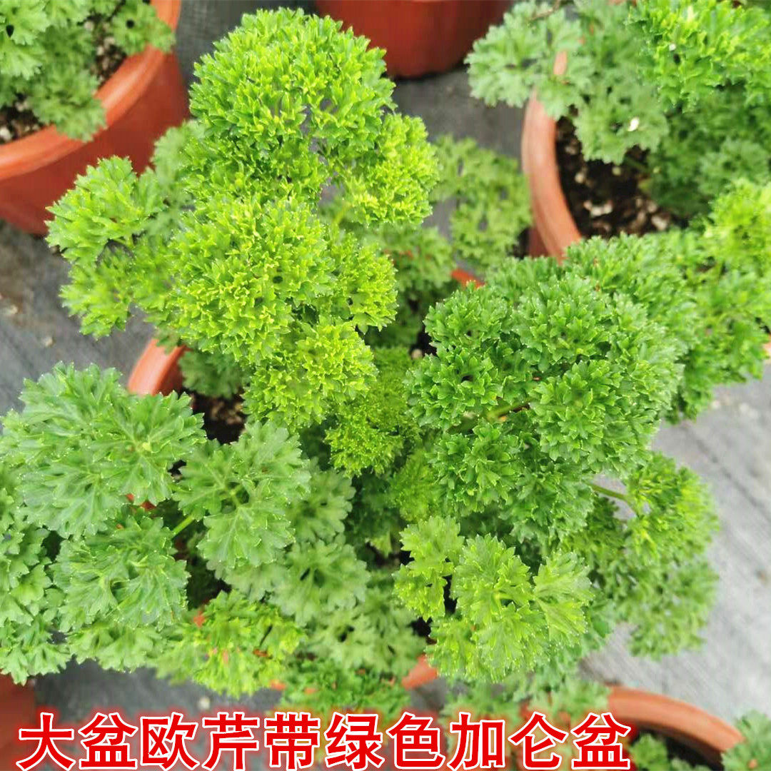 欧芹盆栽可食用 摘了还会长 卷叶欧芹 香草植物料理意大利欧芹,淘宝优惠券,粉丝福利购,淘宝优惠卷