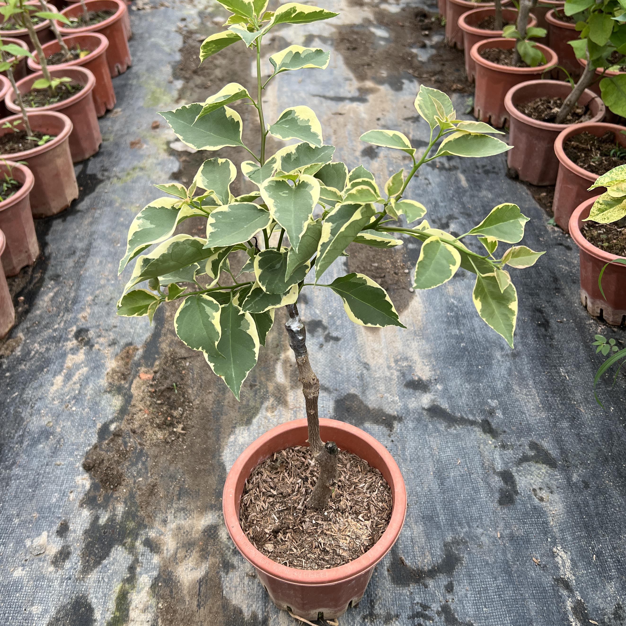 马斯佩拉克三角梅阳台花苗花卉四季阳台开花植物盆栽庭院-图2