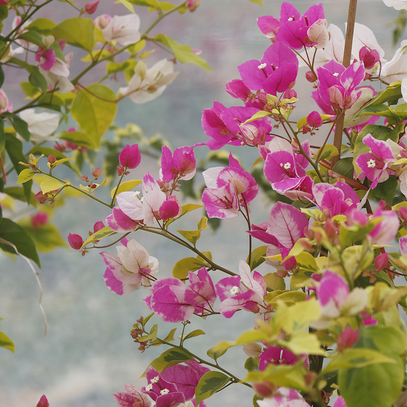 三角梅 金边红樱嫁接苗 盆栽绿植庭院阳台开花植物 - 图2