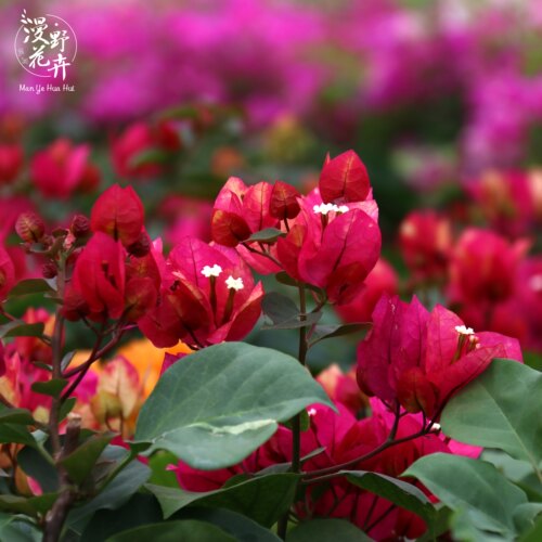 漫野花卉|三角梅画报扦插苗花开百变庭院开花植物喜阳 - 图0