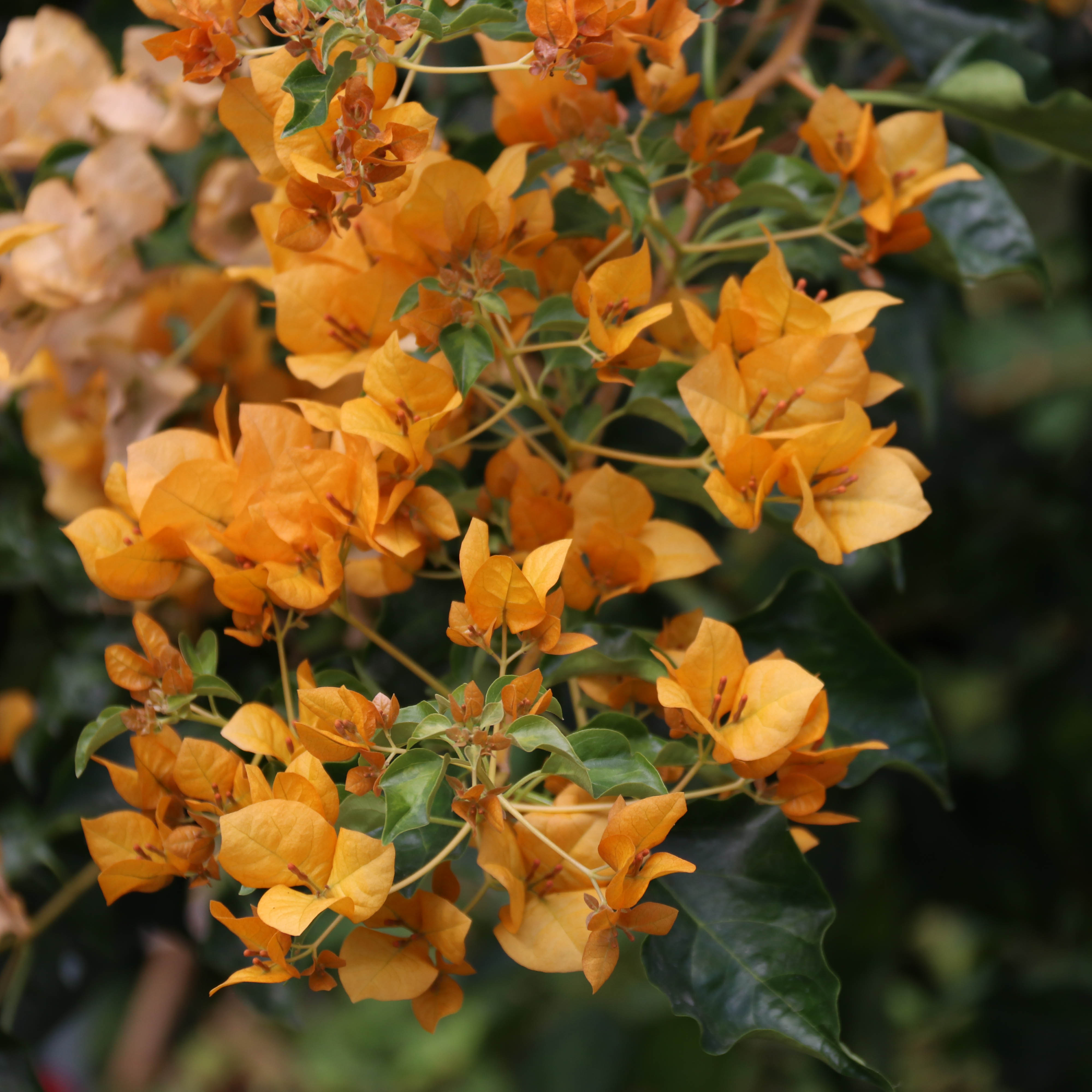 三角梅 蒙黄 盆栽绿植庭院阳台开花植物 - 图0