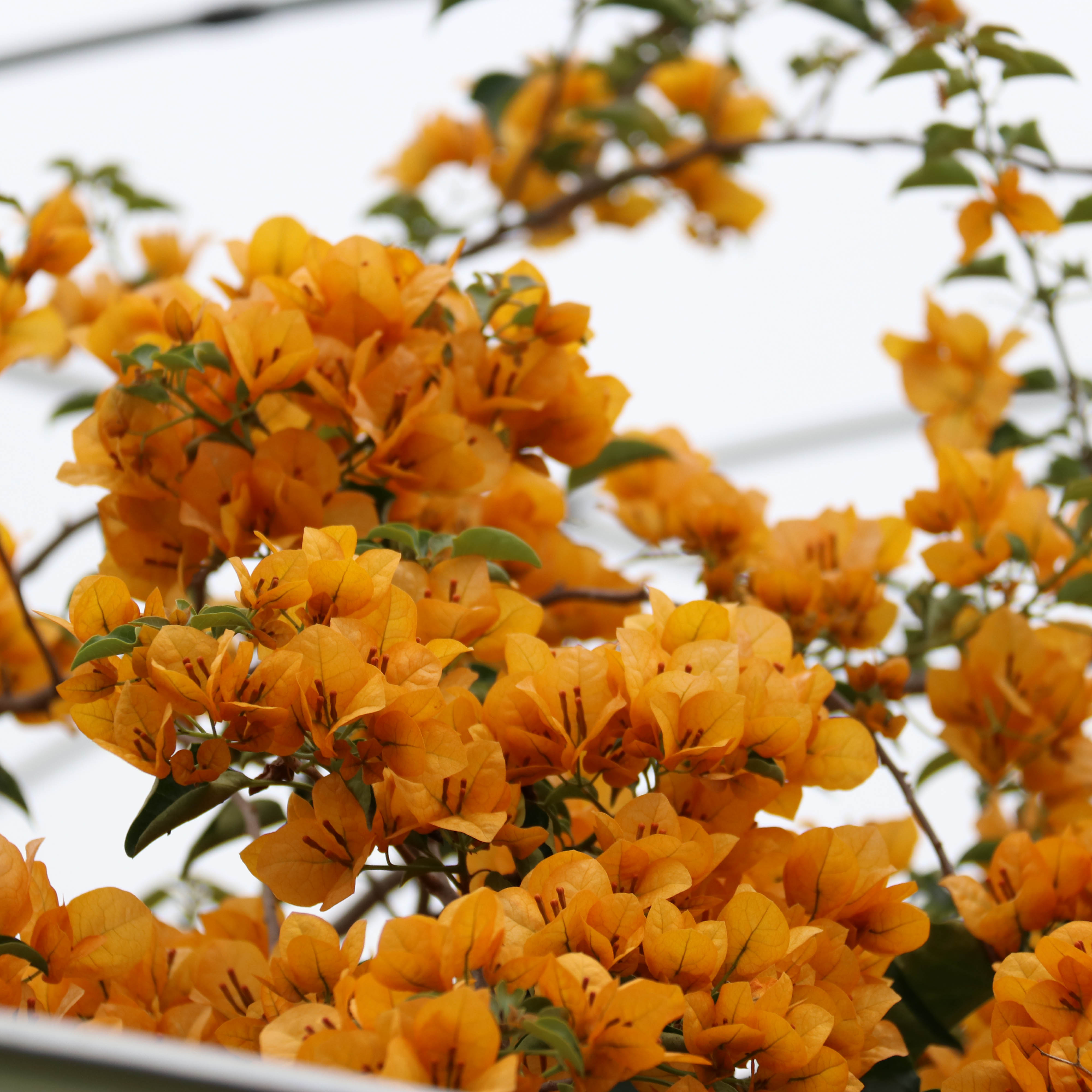 三角梅 蒙黄 盆栽绿植庭院阳台开花植物 - 图3