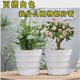 Round gardening medium rose indoor flowerpot with tray