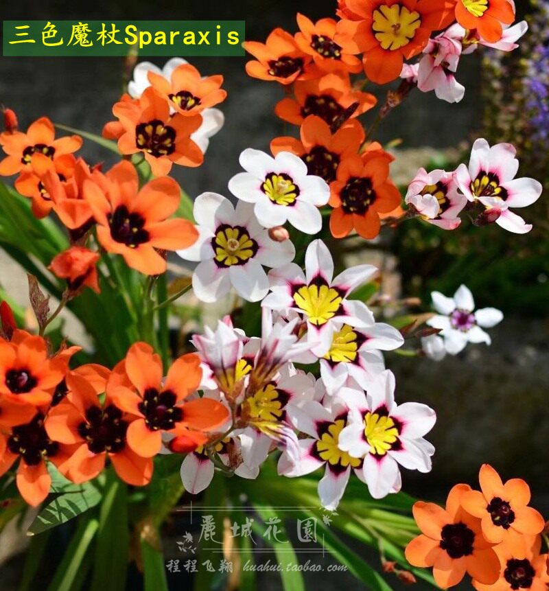 预订10月 三色魔杖花荷兰进口种球叶如香雪兰小苍兰植物多年生 去搜网