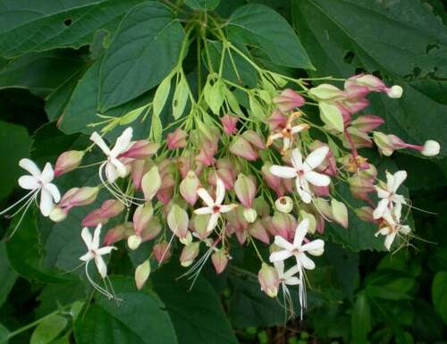 木本花卉，香花龙吐珠花海州常山，香花型，花和果实都可观赏 - 图1