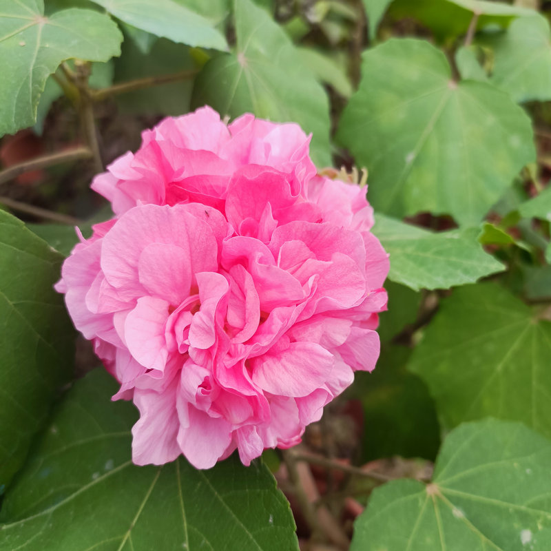 阳台庭院木本观花花卉盆栽千瓣木芙蓉花花瓣重重叠叠多层-图2