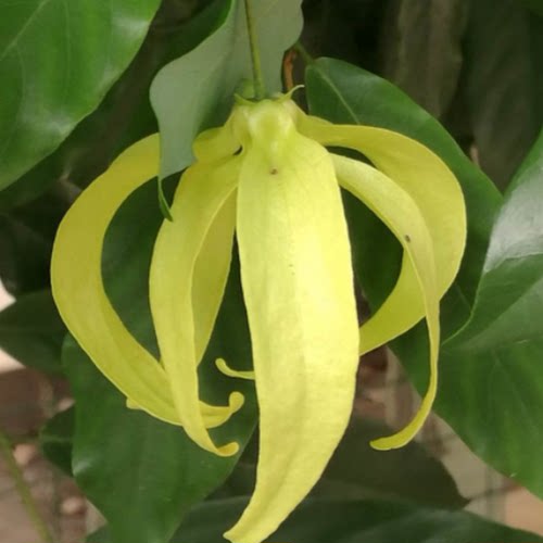 夏季观花木本矮种依兰香花卉盆栽也叶假鹰爪一串珠鸡爪凤花多花香 - 图1