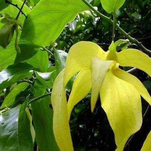 夏季观花木本矮种依兰香花卉盆栽也叶假鹰爪一串珠鸡爪凤花多花香 - 图3