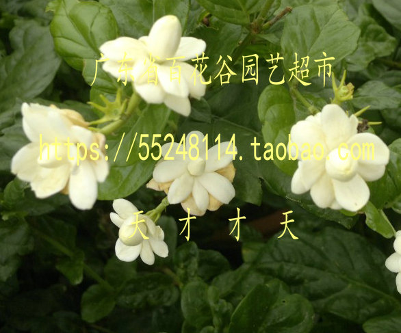 阳台室外盆栽花卉香花尖叶宝珠茉莉宝塔小苗 10厘米高带盆土-图1