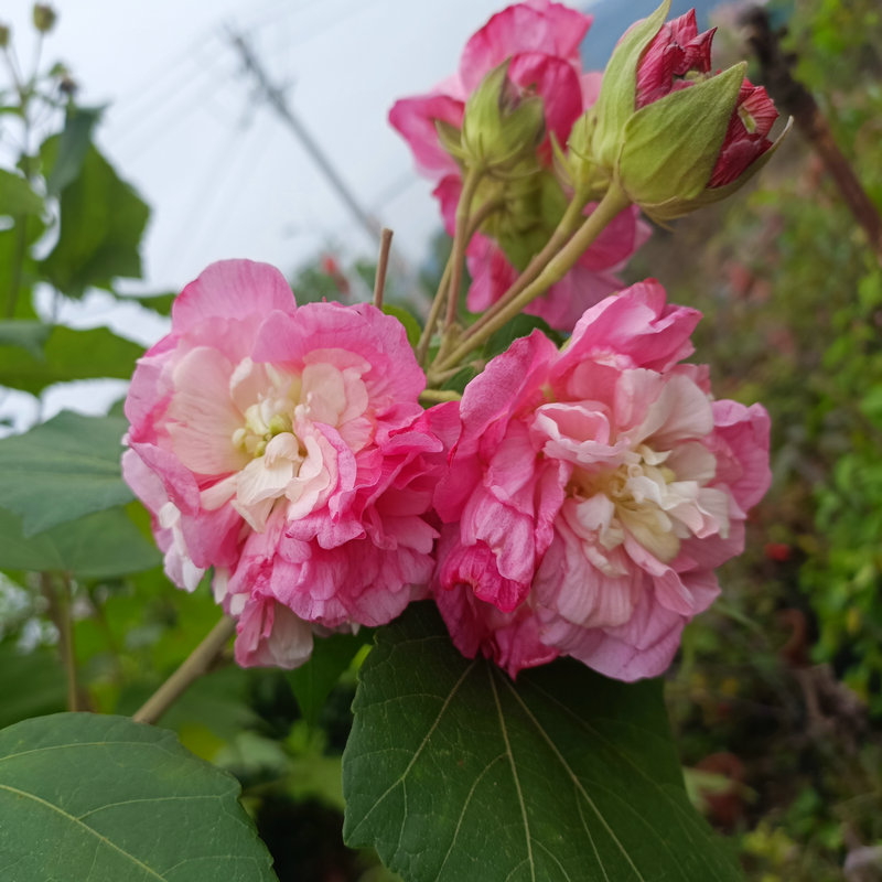 阳台庭院木本观花花卉盆栽 千瓣木芙蓉花 花瓣重重叠叠多层 - 图1