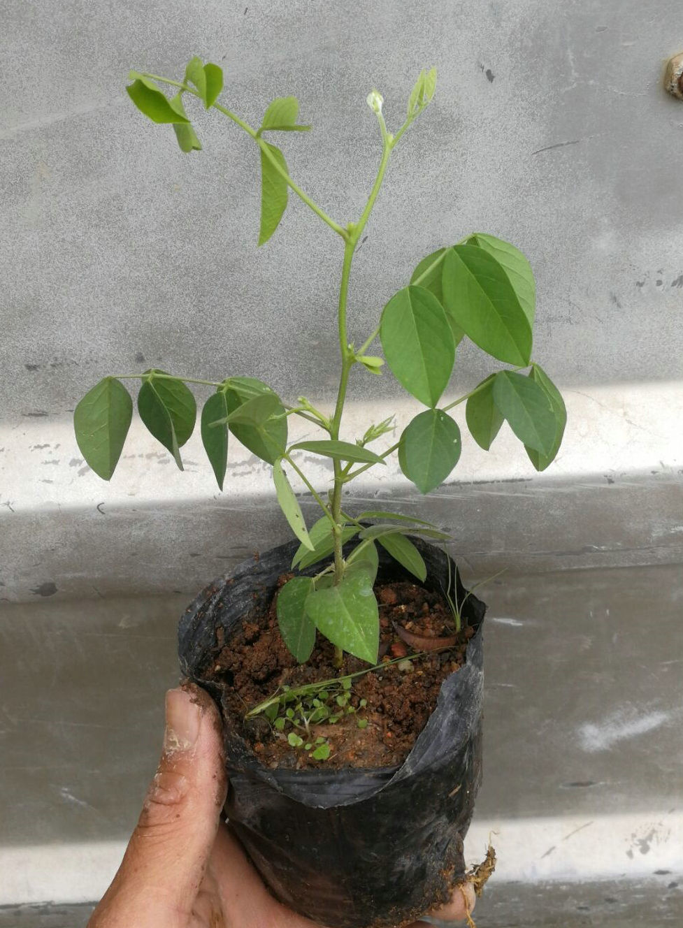 包邮）多年生藤本爬藤植物蝶豆花苗 蓝花豆开花如蓝蝴蝶 会长扁豆 - 图0