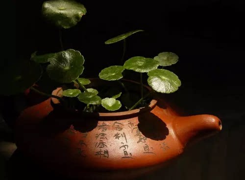 观叶植物 铜钱草蘑菇草 水养或种土 粗生管理  团团圆圆 好运连连 - 图0