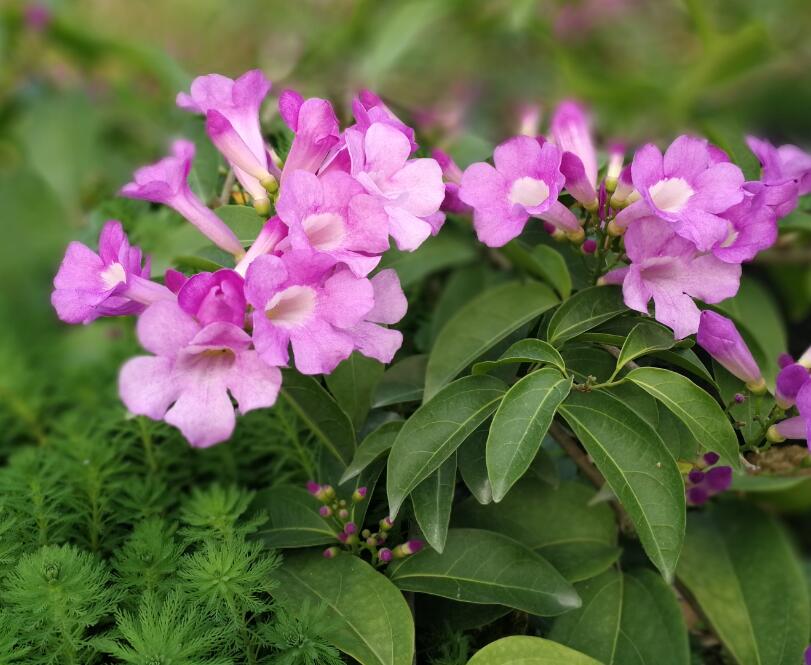 广东省百花谷园艺 易养藤本植物 蒜香藤 张氏紫薇 紫铃藤 花期长 - 图2