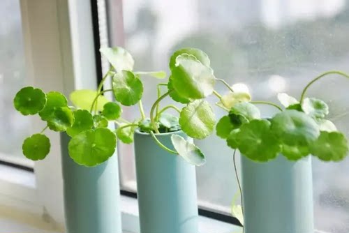 观叶植物 铜钱草蘑菇草 水养或种土 粗生管理  团团圆圆 好运连连 - 图3