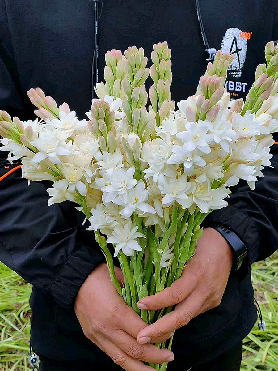 晚香玉带芽约10颗芽盆栽 重瓣白色浓香 多年生宿根庭院花卉多芽点 - 图0