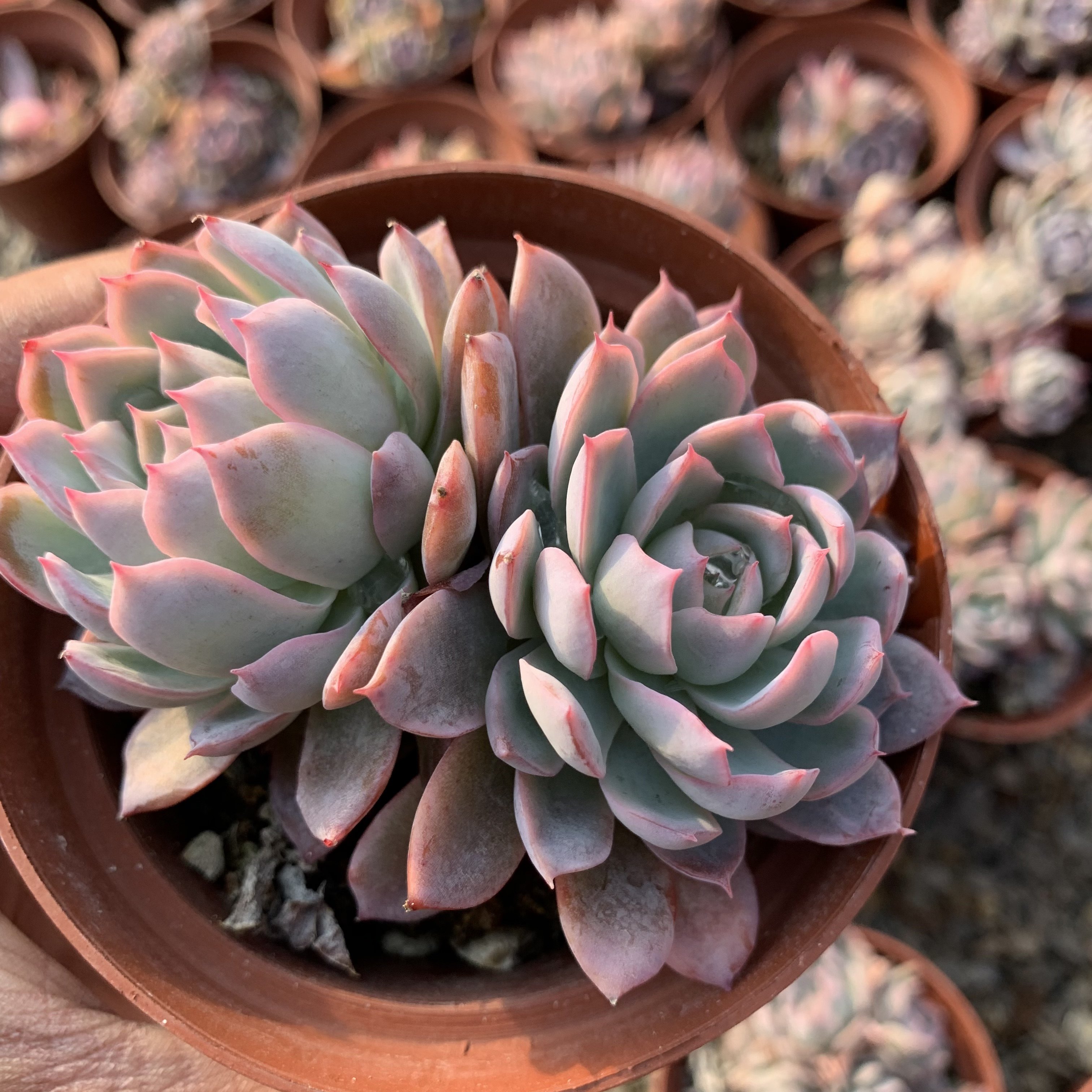 紫罗兰女王多肉植物老桩多肉室内肉肉状态肉肉精品控养包邮肉嘟嘟