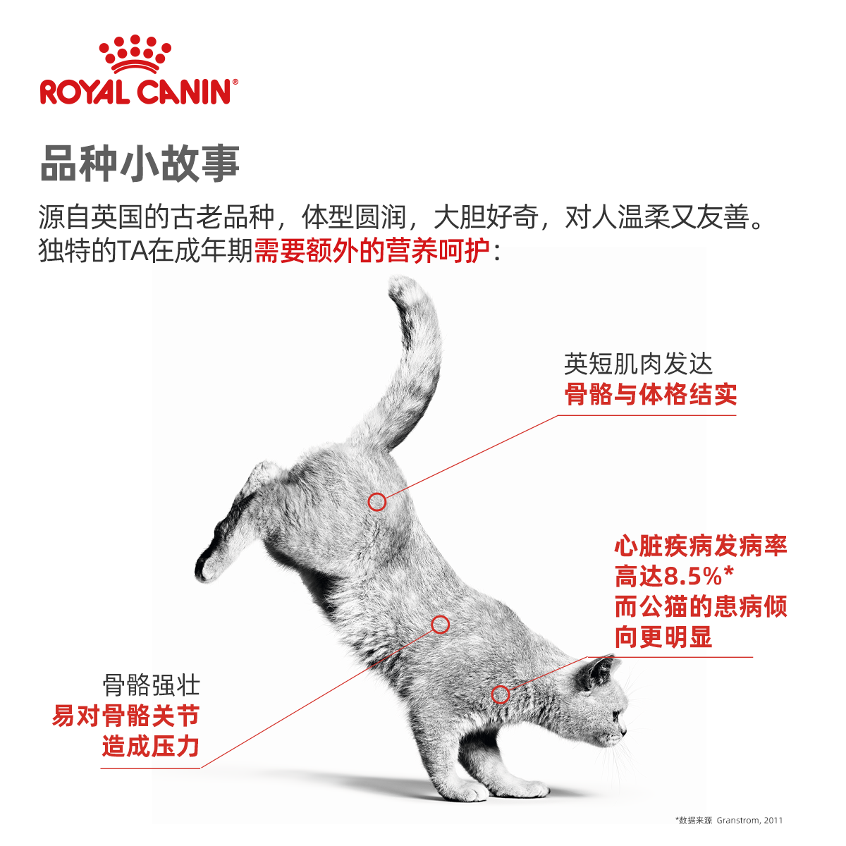 腐败猫－Royal Canin皇家BS34英国短毛猫成猫粮 10Kg - 图0