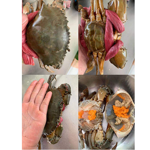 潮汕生腌海鲜膏蟹青蟹酱螃蟹呛蟹母蟹咸红膏蟹网红腌制即食水产 - 图2
