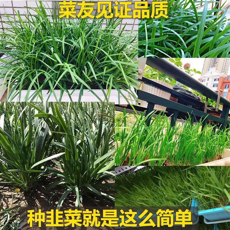 四季韭菜根苗阳台庭院种植苗红紫根食用韭菜苗盆栽种子带土小叶根-图0