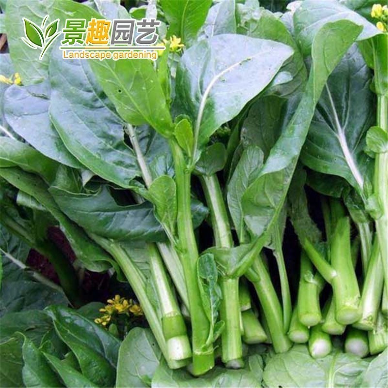 四季菜心四九菜心 菜芯 菜薹 蔬菜种子夏季播种 四季种盆栽菜苔 - 图0