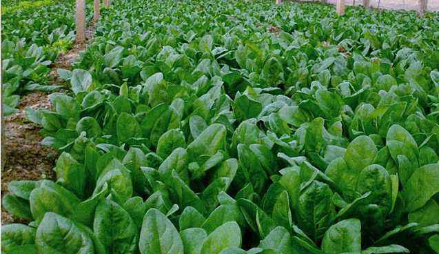 高产大叶菠菜种子冬季耐寒红根圆叶叶肉厚菠菜籽抗寒抗病菠菜籽,淘宝优惠券,粉丝福利购,淘宝优惠卷