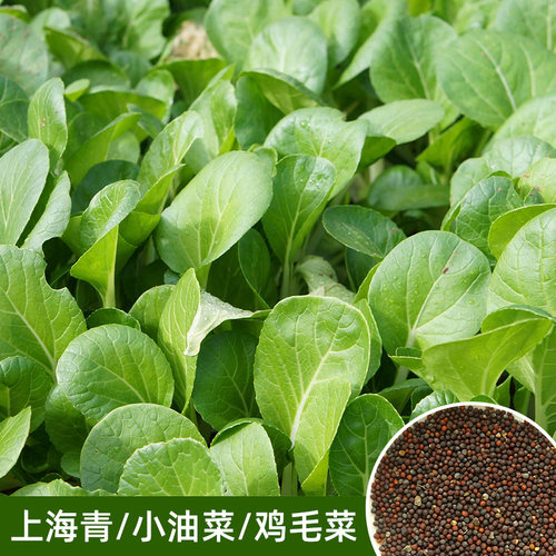 四季播苏州青蔬菜种子上海青油菜籽四季阳台盆栽叶菜小青菜种子 - 图1