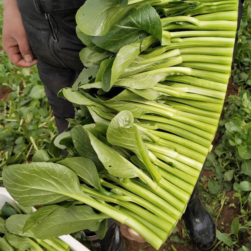 四季菜心四九菜心 菜芯 菜薹 蔬菜种子夏季播种 四季种盆栽菜苔 - 图2