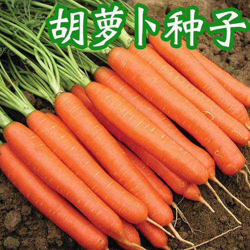 七寸参红胡萝卜种子秋播阳台易种室内庭院盆栽  蔬菜原厂包装菜籽 - 图2