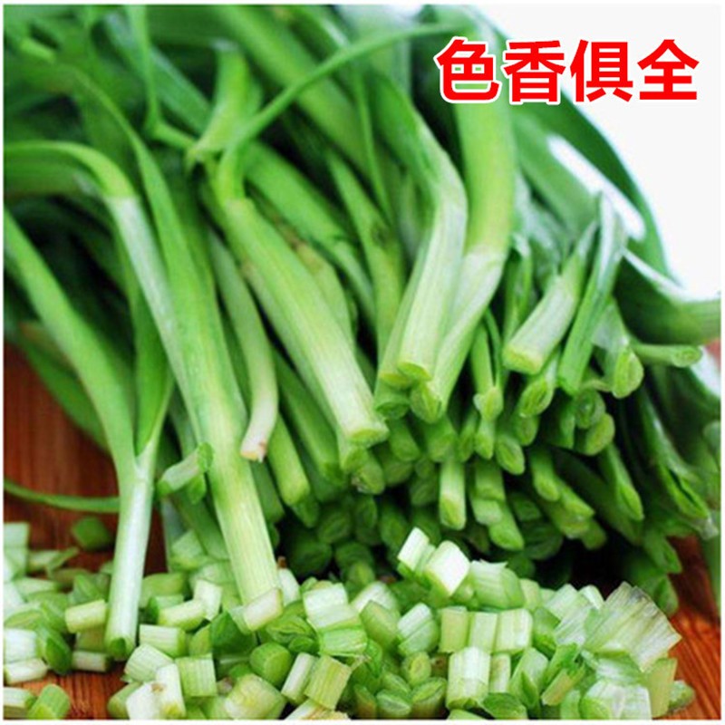 四季韭菜根苗阳台庭院种植苗红紫根食用韭菜苗盆栽种子带土小叶根-图2