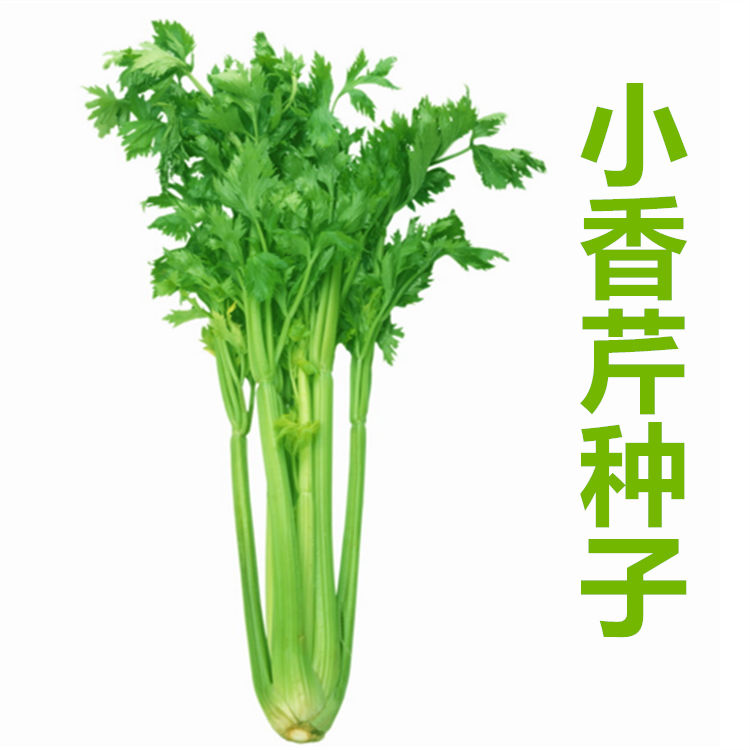 小香芹种子四季易种西芹蔬菜庭院阳台盆栽家庭种植香味浓细种籽 - 图1