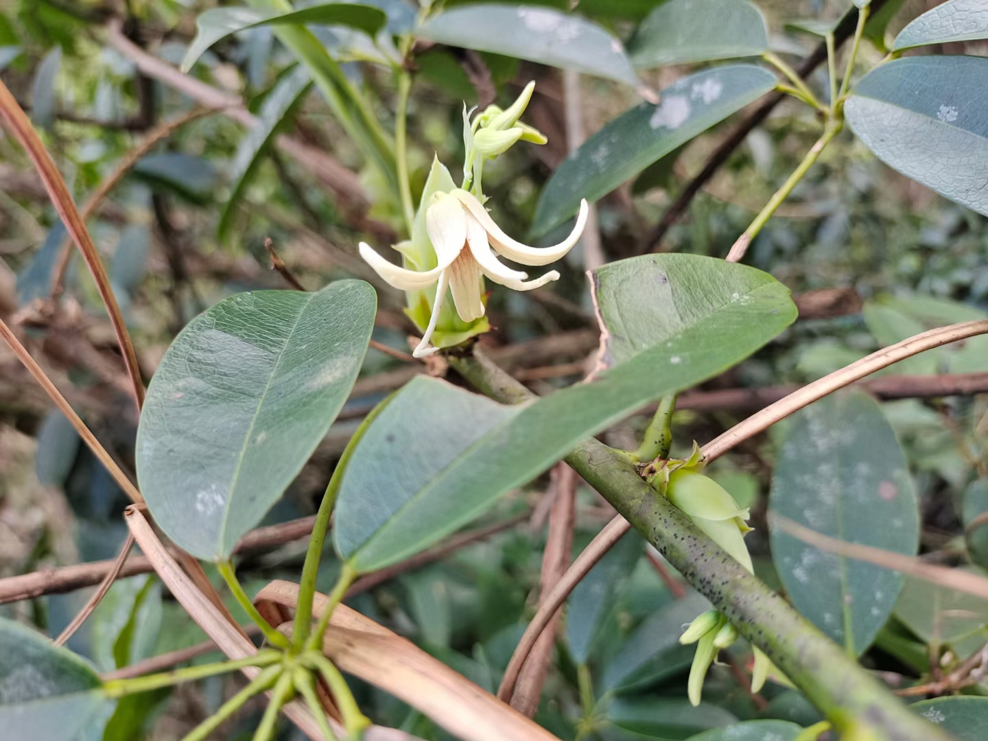 九月黄野生水果观赏药用植物盆栽花卉中草药材种苗种子园林苗木 - 图1