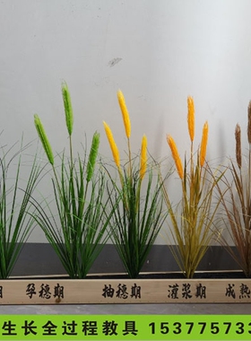 高仿真青稞麦子小麦大麦麦穗  假花植物麦田装饰道具麦穗道具教具