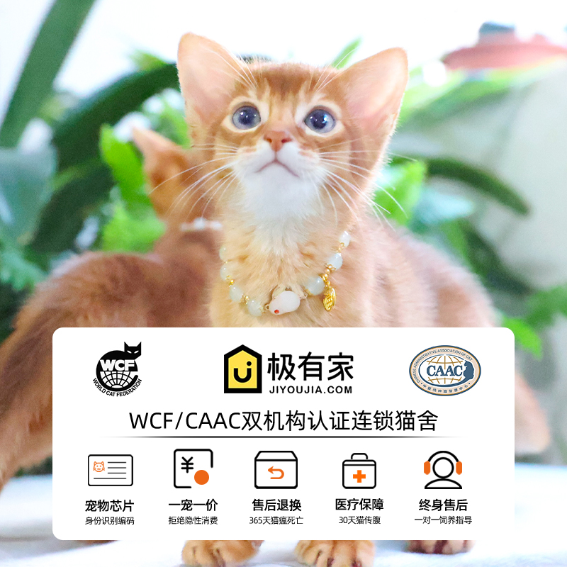 纯种阿比西尼亚猫红褐色短毛猫大耳朵猫活体猫幼猫宠物猫深圳猫舍-图0