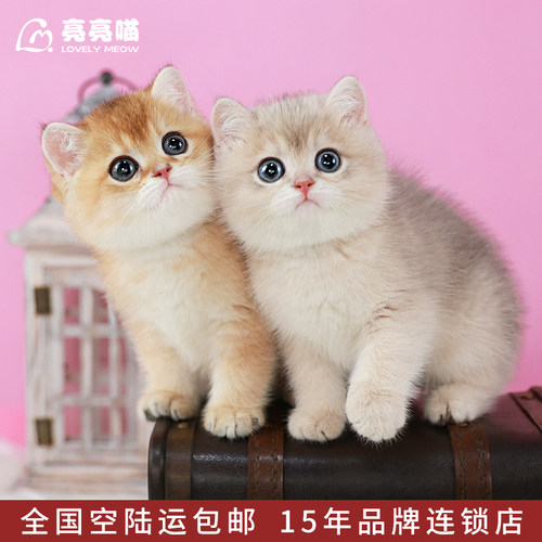 英短纯种金渐层幼猫幼崽血统赛级英国短毛猫蓝金活体宠物猫咪活物 - 图2