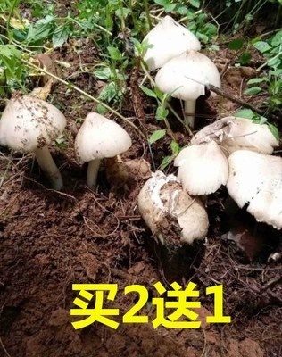 鸡枞菌子种鸡枞菌菌种鸡种菌鸡棕菌鸡枞菌子鸡枞菌子种鸡枞菌菌种 - 图1