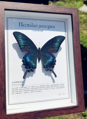 真蝴蝶标本装饰画玻璃相框展示木制摆件学生日礼物太阳月亮绿带翠