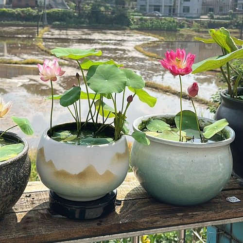 多款大号无孔盆碗莲专用盆深莲花盆睡莲一叶莲缸铜钱草复古陶瓷盆 - 图2