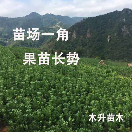 东魁嫁接杨梅苗浙江原产地大乒乓球杨梅果苗特大果实仙居杨梅树苗 - 图2