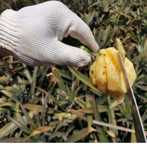 中山特产神湾菠萝净重3斤/箱新鲜水果产地直发香甜多汁品质保证 - 图0