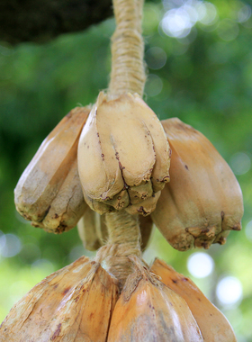 天然野菠萝果手工编织氛围挂饰