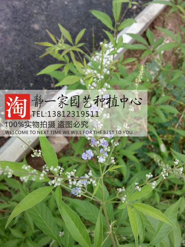 黄荆种子 五指柑布荆子牡荆子 白毛黄荆 小叶荆种子药材种子批发 - 图1