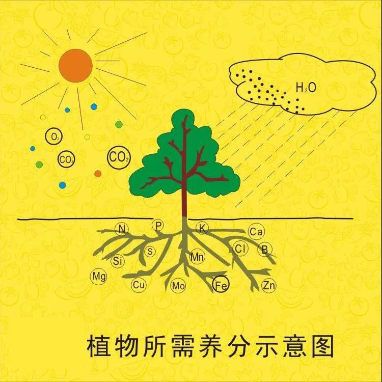 枣树大枣冬枣专用肥料有机肥复合底肥追肥冲施肥膨大增甜高产 - 图1