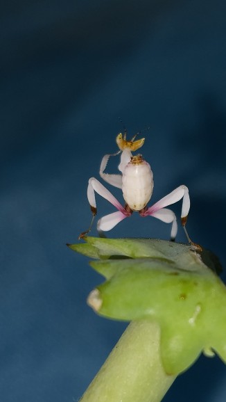 兰花螳螂 版纳兰花螳螂  宠物螳螂 桌面宠物 包活 送饲养杯送食物