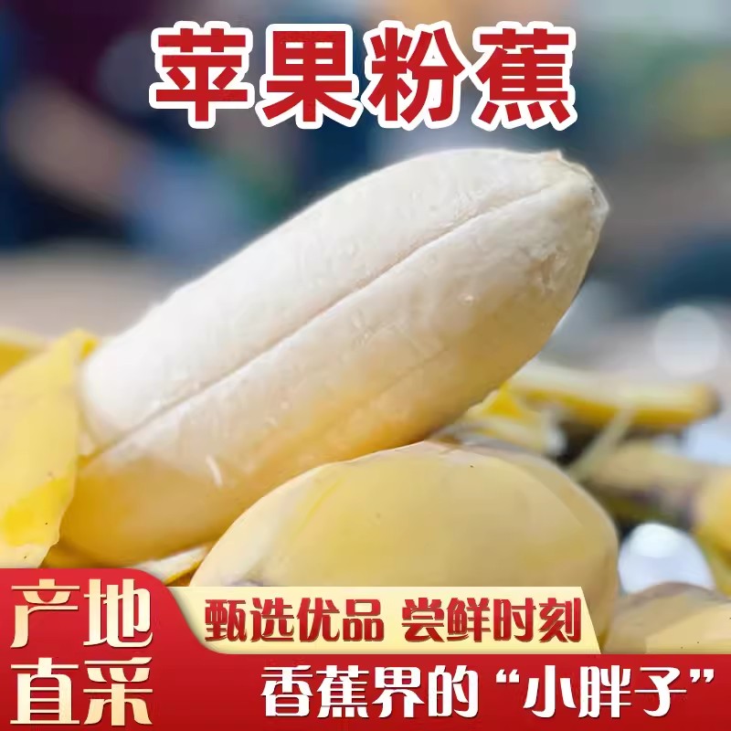 广西苹果蕉2/5/8斤装新鲜孕妇儿童水果香甜粉糯口感细腻非小米蕉 - 图0