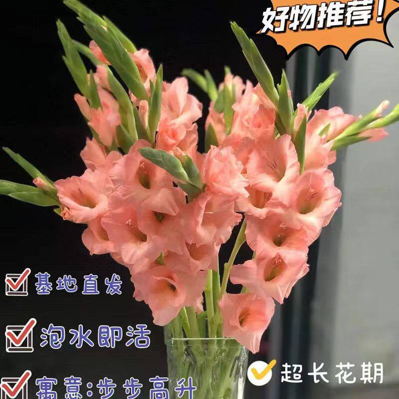 剑兰鲜花广东发货基地直发鲜切花室内客厅办公室桌摆年宵花束粉色,淘宝优惠券,粉丝福利购,淘宝优惠卷