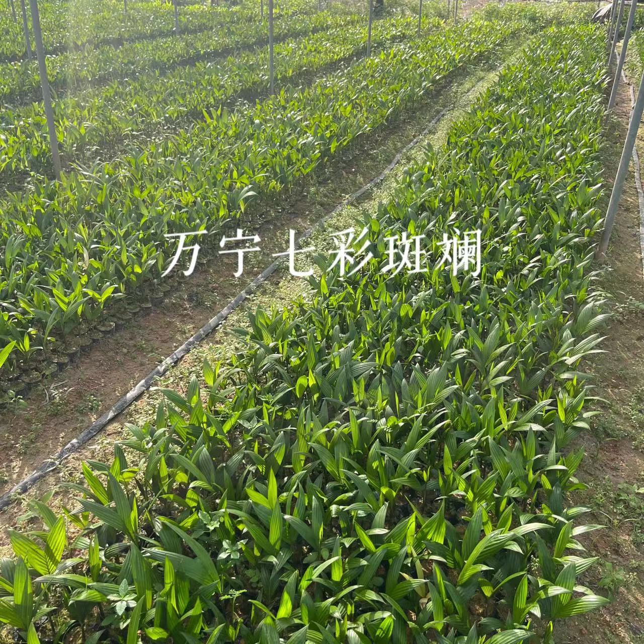 海南琼中槟榔苗树苗槟榔树户外种植一株包邮景观树苗可食用水果 - 图3